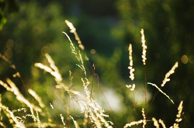 Сухая трава на закате в теплый летний вечер
