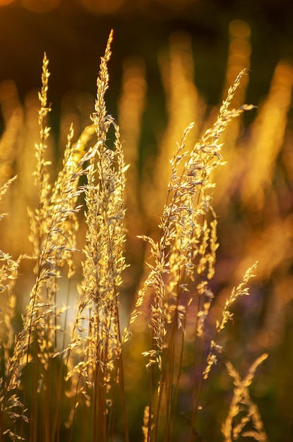 Dry grass at sunset on a warm summer evening