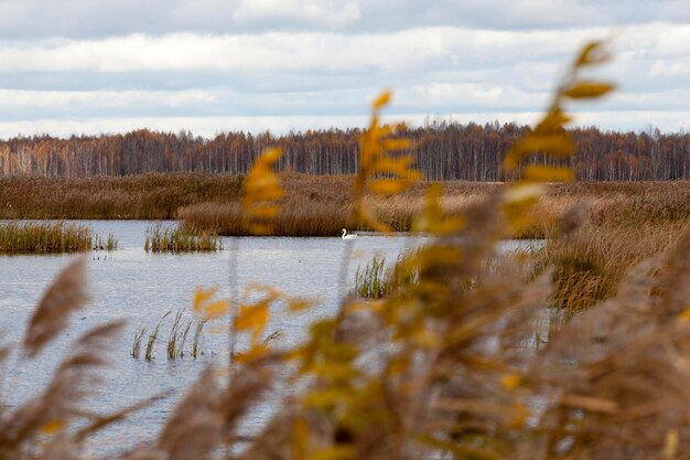 Erba secca in una zona paludosa nella stagione autunnale