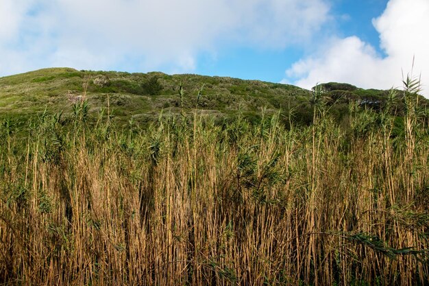 Photo dry grass on the top of a hill with a blue sky