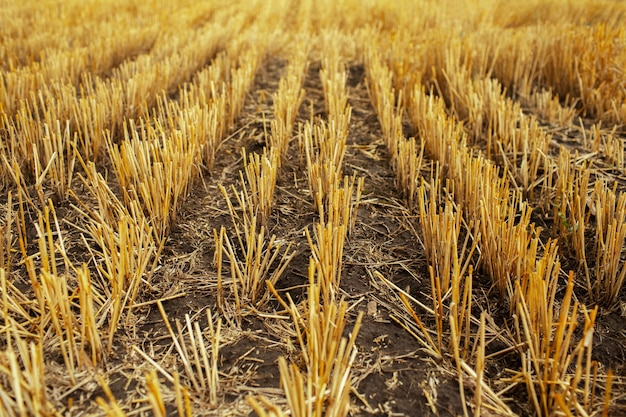 Dry grass of wheat in summer day. Agriculture concept.