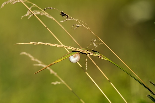 Dry grass with field snail on green background