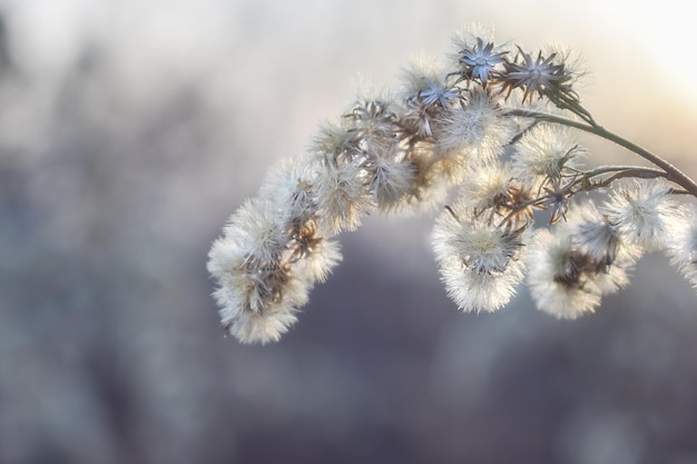 Dry grass with fluffy seeds