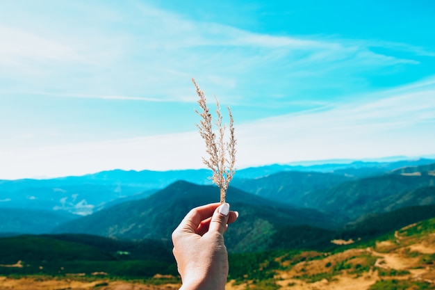 Dry grass in the woman's hand against the background of the mountain landscape and blue sky. Travel freedom concept.