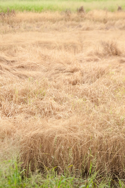 Dry grass.