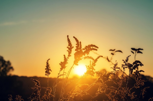 Foto erba secca della pampa contro il cielo arancione con un sole al tramonto canne selvatiche decorative della natura