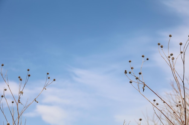 Dry gray grasses with seeds against a bluewhite sky Horizontal view