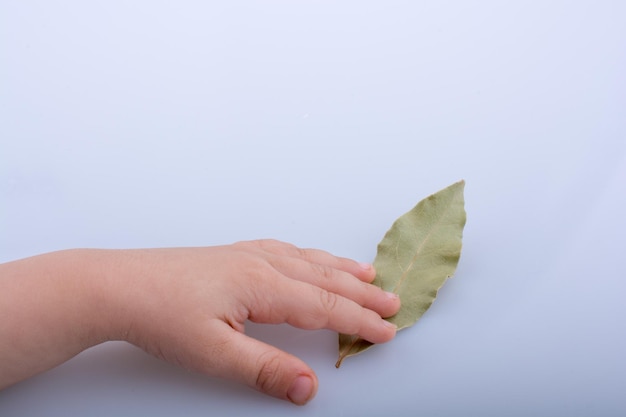 Dry green leaf in hand on a white background