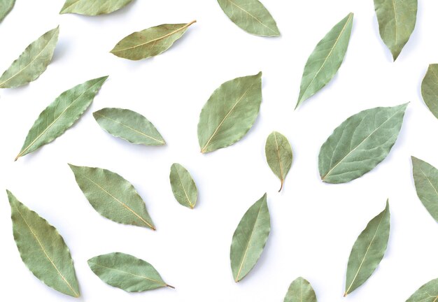 Dry green leaf set isolated top view