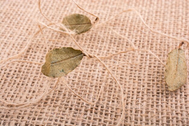 Dry green leaves and thread on linen canvas