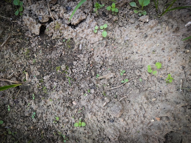 Photo dry ground with green gass, dirt, sand