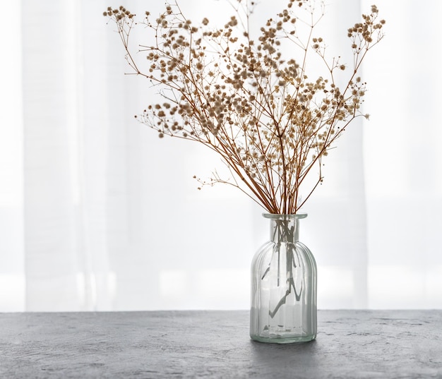 Dry gypsophila flowers in glass vase on a blue textured background