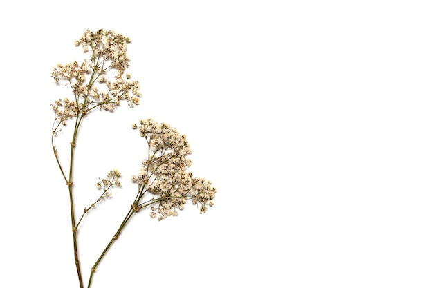 白い背景の小枝にカスミソウの花を乾燥させます。あなたの環境に優しいデザインのためのブランク。