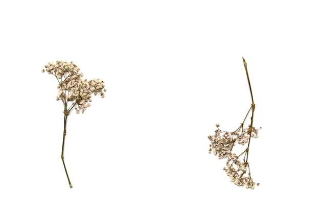 Fiori secchi di gypsophila su sfondo bianco. spazi vuoti per il tuo design.