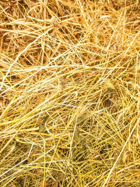  dry hay texture