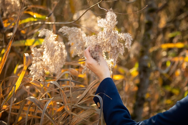 Dry herbs in a girl's hand