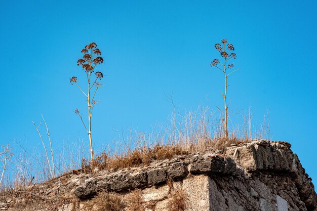 Dry herbs on the ruins of an ancient building