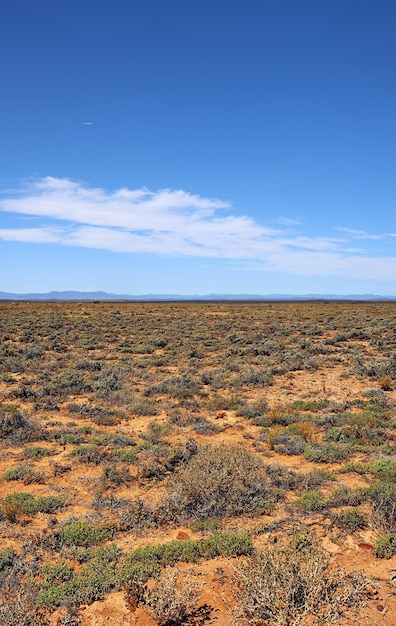 A dry highland savanna on a sunny day in south africa with\
copyspace an empty landscape of barren land with dry green\
grassland shrubs thorny bushes uncultivated landscape area in the\
wilderness