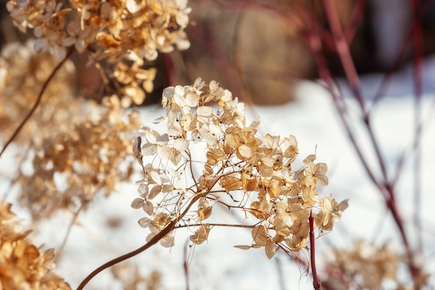 Dry hydrangea flowers on a bush