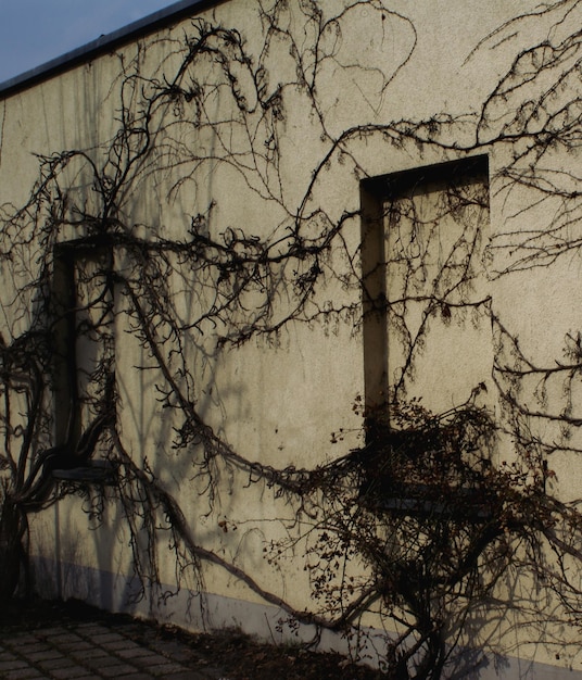 Photo dry ivy on wall