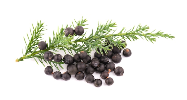 Dry juniper berries with green branch