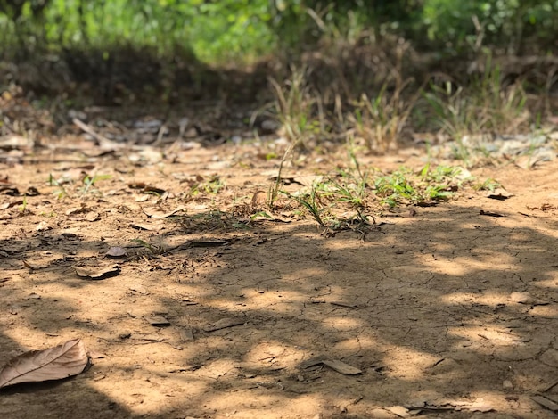 dry land in the middle of the forest nature background