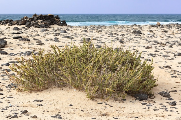 Foto dry lava coast beach sull'isola di fuerteventura nelle isole canarie