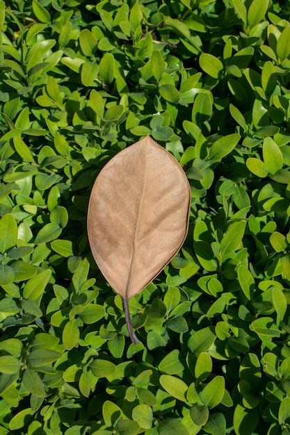 Foto foglia secca come sfondo autunnale