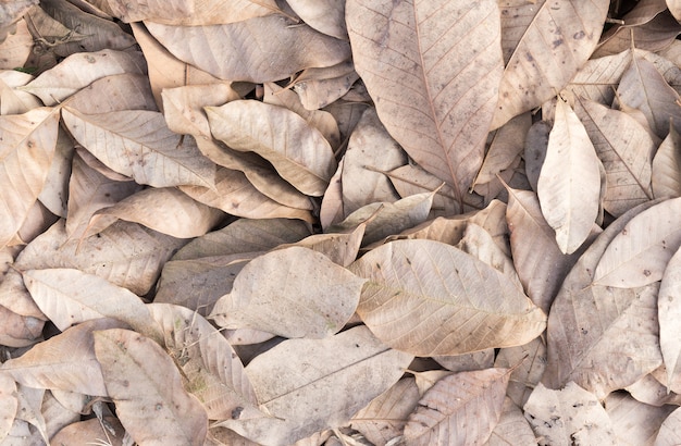 Dry leaf background 