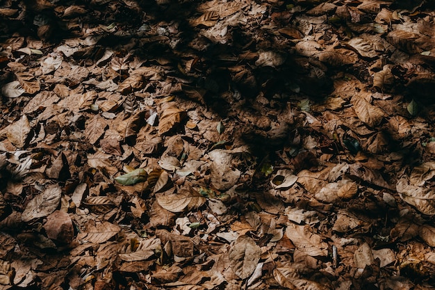 Dry leaf Background.