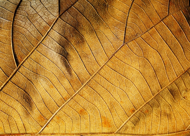 Dry leaf for backgrounds