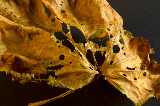 Dry leaf on black background