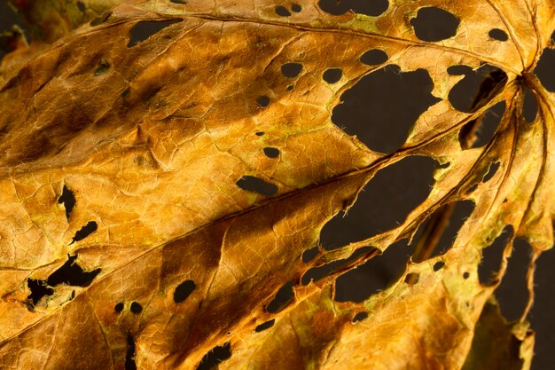 Dry leaf on black background