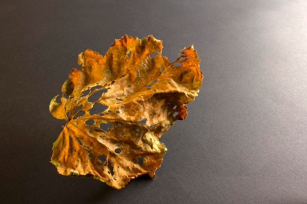 Dry leaf on black background