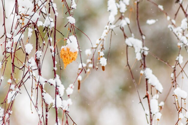 Foglia secca su un ramo di betulla ricoperto di neve_