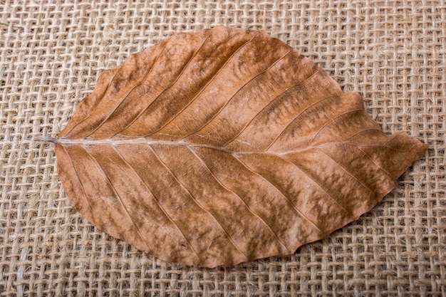 dry leaf on brown linen canvas background