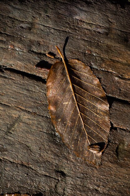 Dry leaf on a brown wooden background