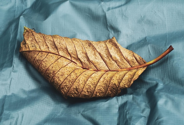 dry leaf closeup on the cloth