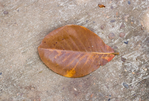 Photo dry leaf on concrete background.