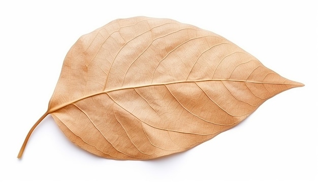 Dry Leaf Elevation