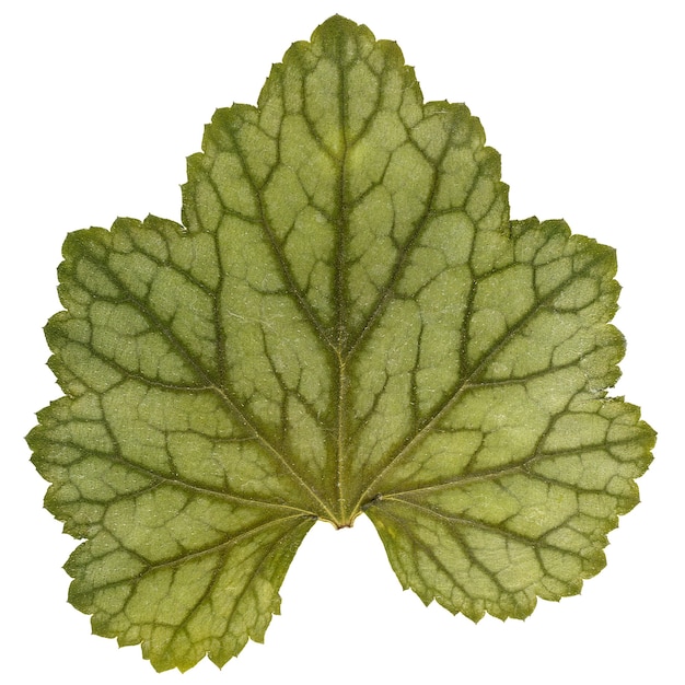 Dry leaf from herbarium isolated on white background.