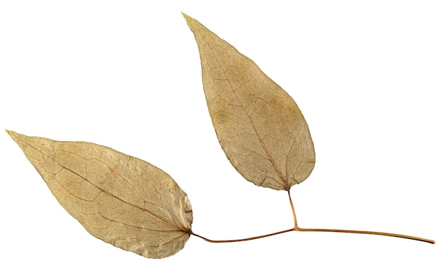 Dry leaf from herbarium isolated on white surface.