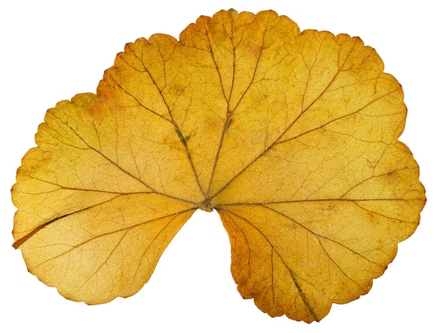 Сухой лист из гербария изолированные