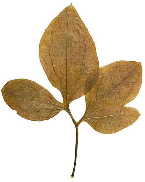 Dry leaf from herbarium isolated