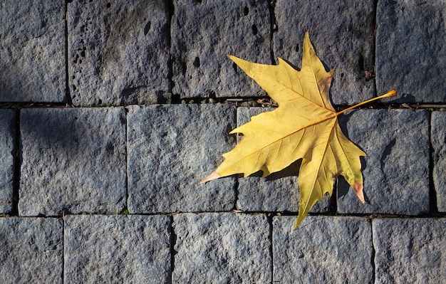 Dry leaf on gray brick wall