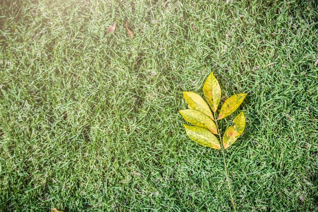 dry leaf on green grass lawn background