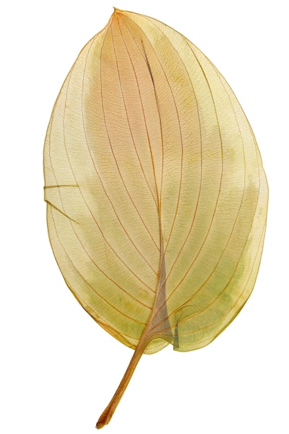 Photo dry leaf hosta from herbarium isolated on white background.