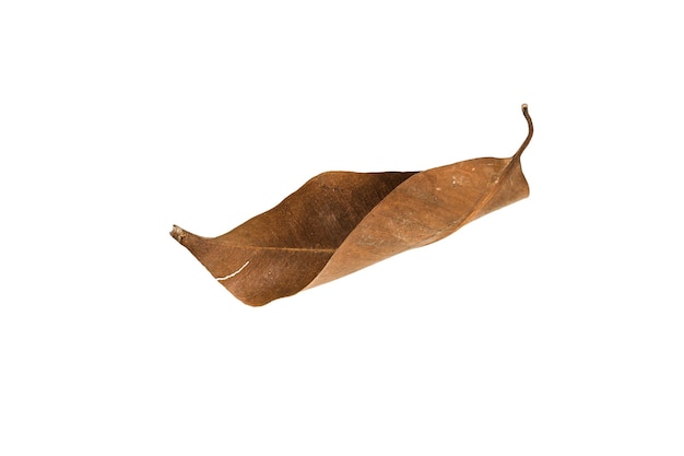 Dry leaf on isolated background Clipping path