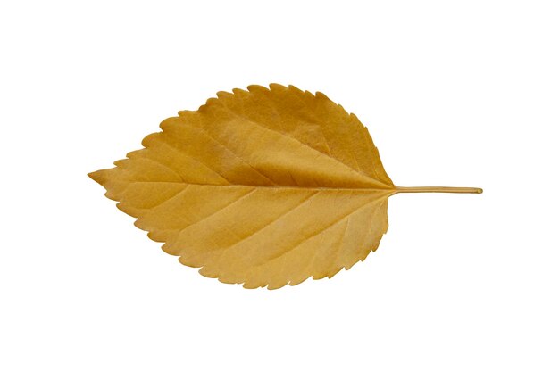 Dry leaf on isolated on white background With clipping path