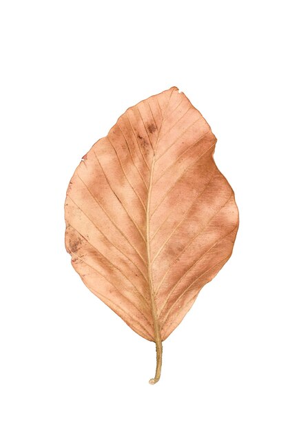 Photo dry leaf isolated on white background with path